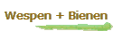 Wespen + Bienen