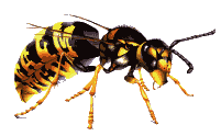 wespe